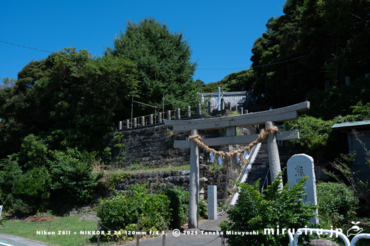 イチョウ　横須賀市長井・熊野神社　2025/07/29