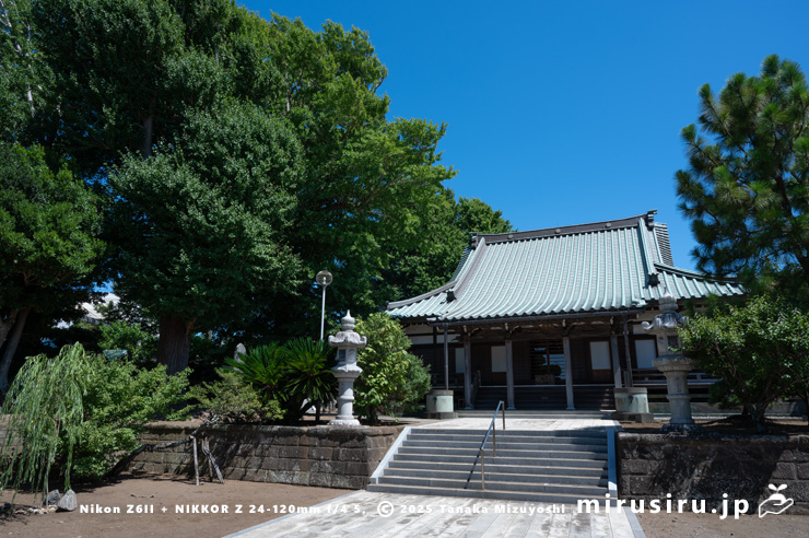 イチョウ　横須賀市長井・長徳寺　2025/07/29