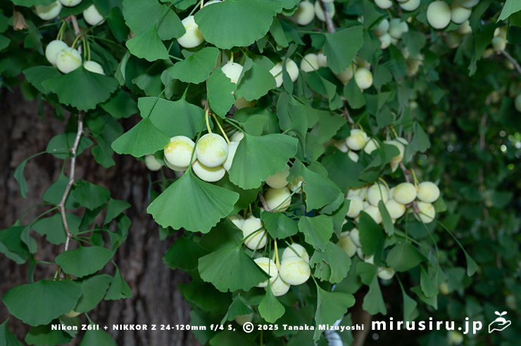 未熟なギンナンがなったイチョウ　横須賀市長井・長徳寺　2025/07/29