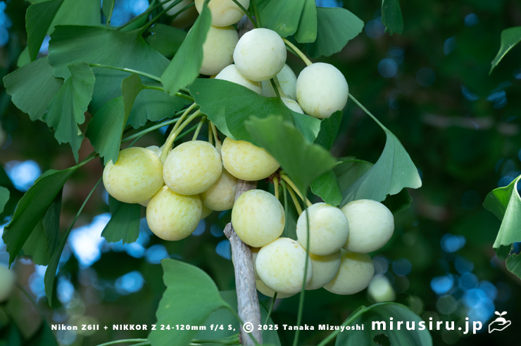 未熟なギンナン　横須賀市長井・長徳寺　2025/07/29