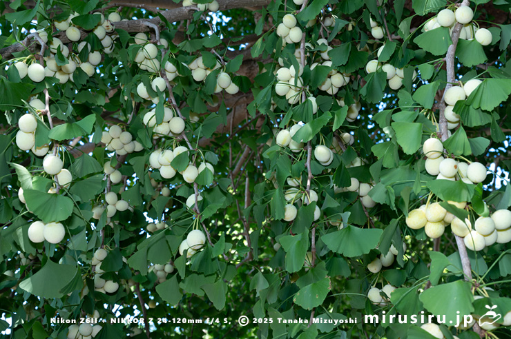 未熟なギンナンがなったイチョウ　横須賀市長井・長徳寺　2025/07/29