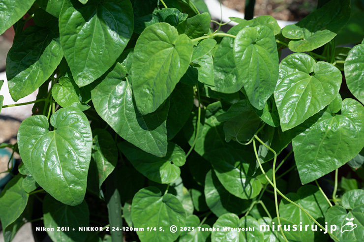 ツルギキョウの葉　茅ヶ崎市浜之郷　2025/08/03