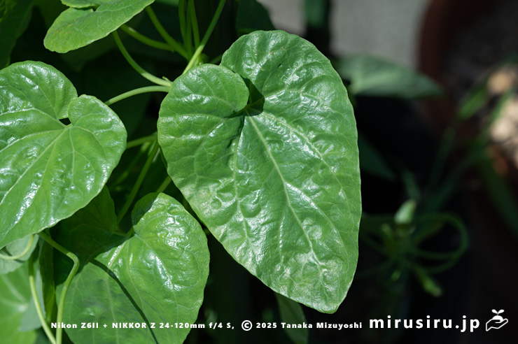 ツルギキョウの葉　茅ヶ崎市浜之郷　2025/08/03