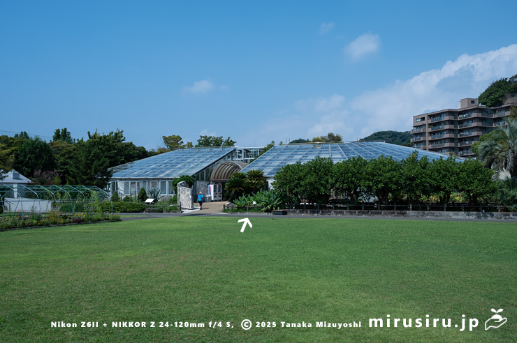 開花中のチユウキンレン（白色矢印）　鎌倉市・大船フラワーセンター　2025/09/09