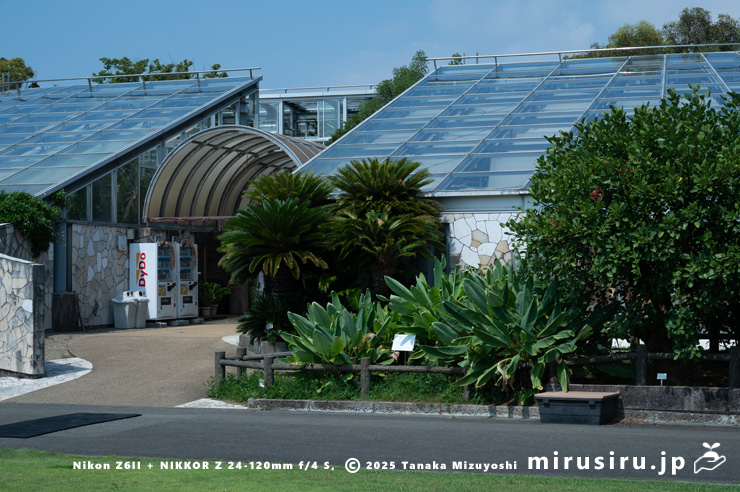 開花中のチユウキンレン　鎌倉市・大船フラワーセンター　2025/09/09