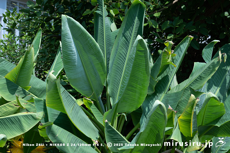 チユウキンレンの葉　鎌倉市・大船フラワーセンター　2025/09/09