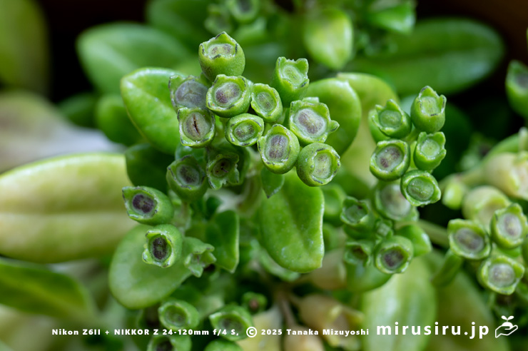ソナレムグラの未熟な実　茅ヶ崎市浜之郷　2025/09/23