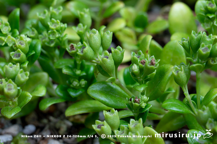 ソナレムグラの未熟な実　茅ヶ崎市浜之郷　2025/09/23