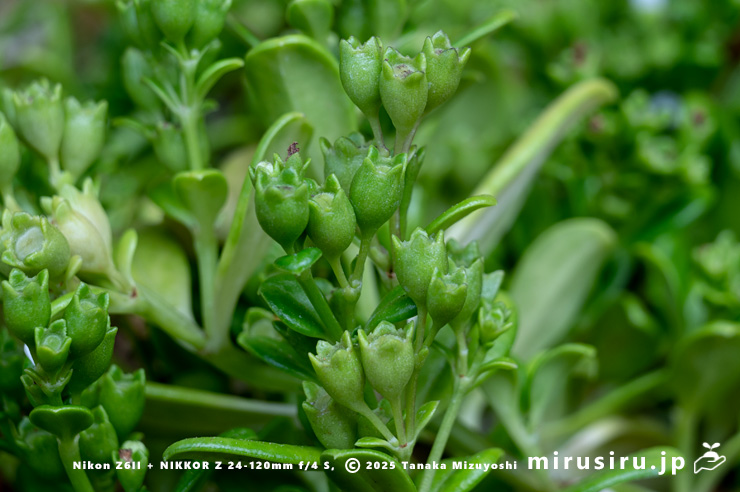 ソナレムグラの未熟な実　茅ヶ崎市浜之郷　2025/09/23