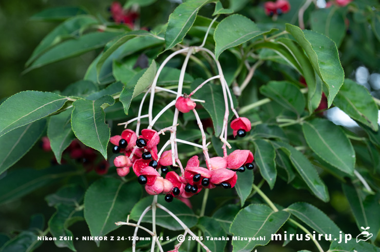 実が熟したゴンズイ　東京都小平市・東京都薬用植物園　2025/09/27