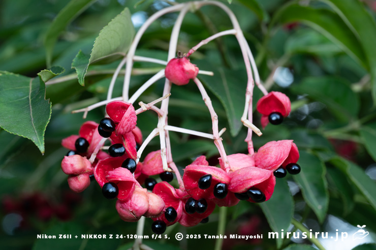 ゴンズイの熟して裂開した実　東京都小平市・東京都薬用植物園　2025/09/27