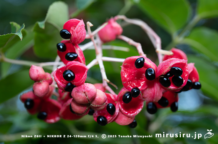 ゴンズイの熟して裂開した実　東京都小平市・東京都薬用植物園　2025/09/27