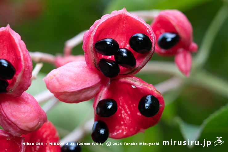 ゴンズイの熟して裂開した実　東京都小平市・東京都薬用植物園　2025/09/27