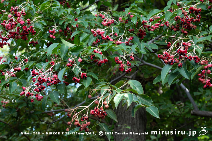 実が熟したゴンズイ　東京都小平市・東京都薬用植物園　2025/09/27