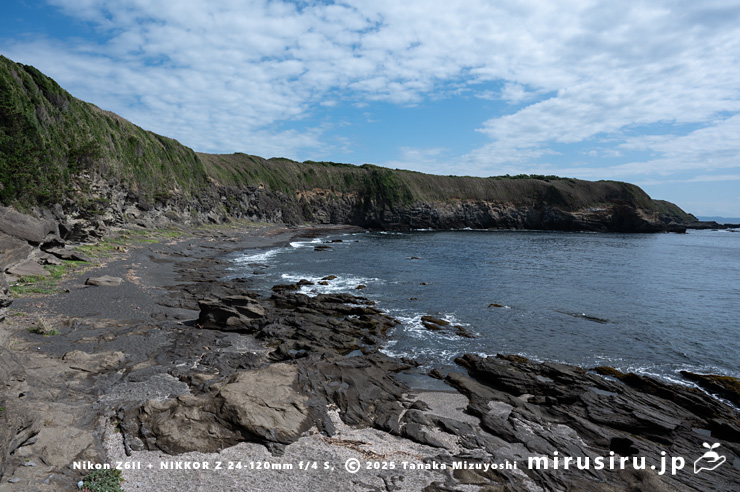 ソナレムグラが生える海岸　三浦市・城ヶ島・赤羽根海岸　2025/09/30