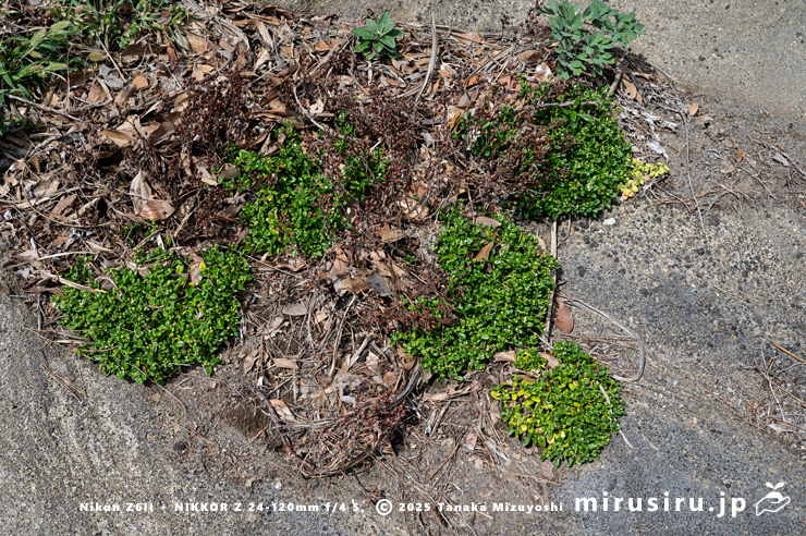 開花中のソナレムグラと、実が熟して茶色く枯れたハマボッス　三浦市・城ヶ島　2025/09/30