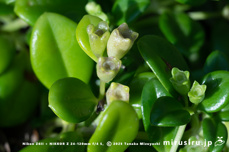 ソナレムグラの若い実　三浦市・城ヶ島　2025/09/30