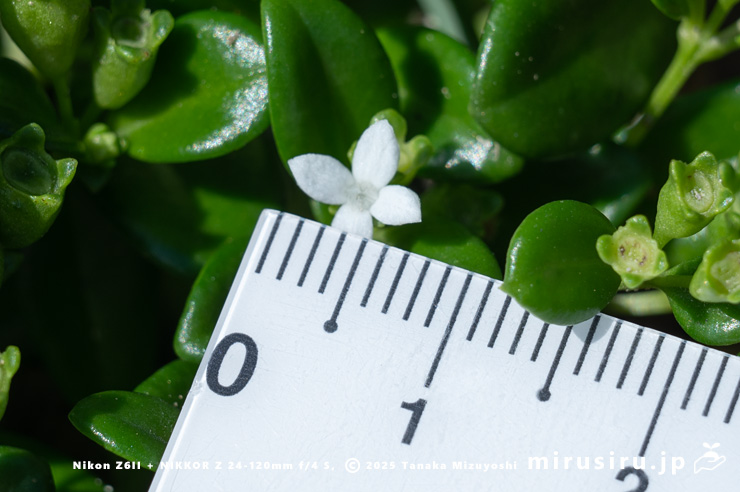 ソナレムグラの花（花径7mm）　三浦市・城ヶ島　2025/09/30