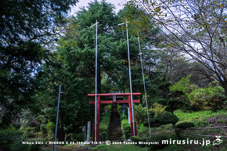 参道の左右に植えられたヒマラヤスギ（ヒマラヤシーダ）　平塚市・愛宕神社　2025/10/06