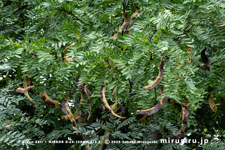実が熟し始めたサイカチ　東京都小平市・東京都薬用植物園　2025/10/21