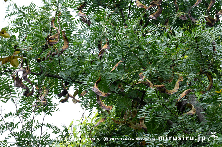 実が熟し始めたサイカチ　東京都小平市・東京都薬用植物園　2025/10/21