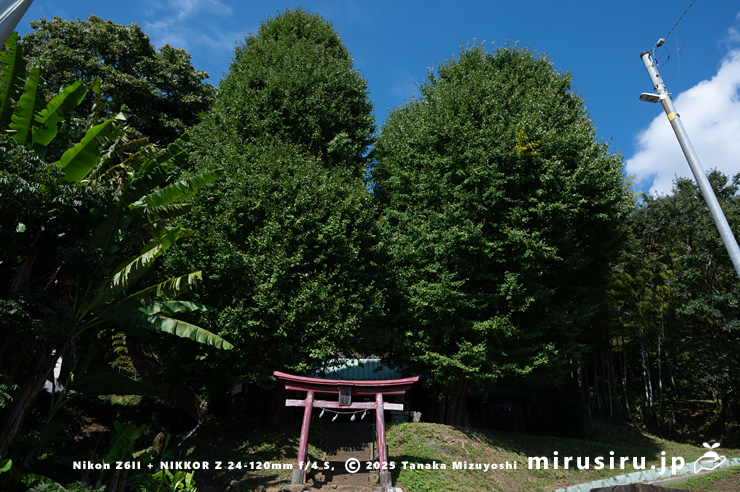 町指定天然記念物「公孫樹（夫婦銀杏）」　大井町柳・稲荷社　2025/10/28