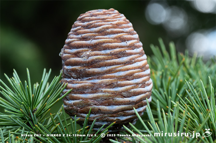 ヒマラヤスギ（ヒマラヤシーダ）の未熟な実　伊勢原市　2025/10/28