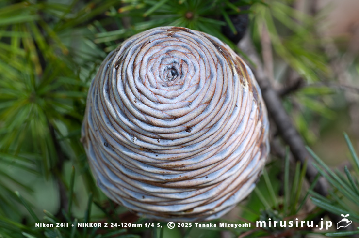 ヒマラヤスギ（ヒマラヤシーダ）の未熟な実　伊勢原市　2025/10/28