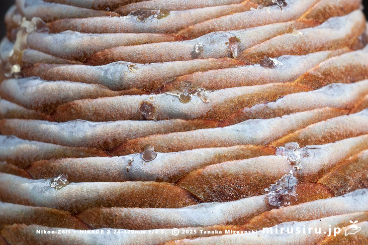 ヒマラヤスギ（ヒマラヤシーダ）の未熟な実　伊勢原市　2025/10/28