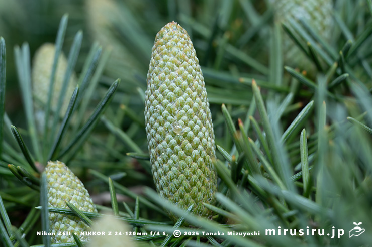 ヒマラヤスギ（ヒマラヤシーダ）の雄花の蕾　伊勢原市　2025/10/28