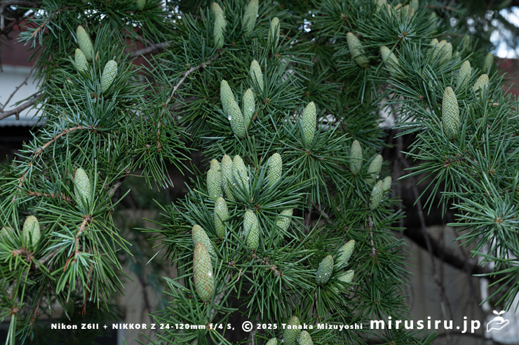 雄花の蕾を付けたヒマラヤスギ（ヒマラヤシーダ）　伊勢原市　2025/10/28