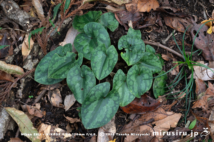 カントウカンアオイ　横須賀市田浦大作町・保健保安林　2025/11/06