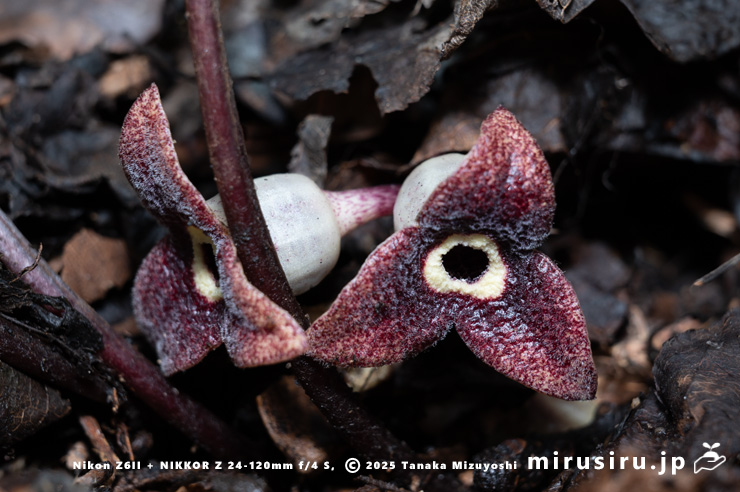 カントウカンアオイの花　横須賀市・乳頭山付近　2025/11/06