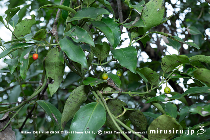 実が熟し始めたホウライカズラ　逗子市・三浦アルプス・中尾根　2025/11/06