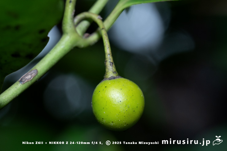 ホウライカズラの未熟な実　逗子市・三浦アルプス・中尾根　2025/11/06