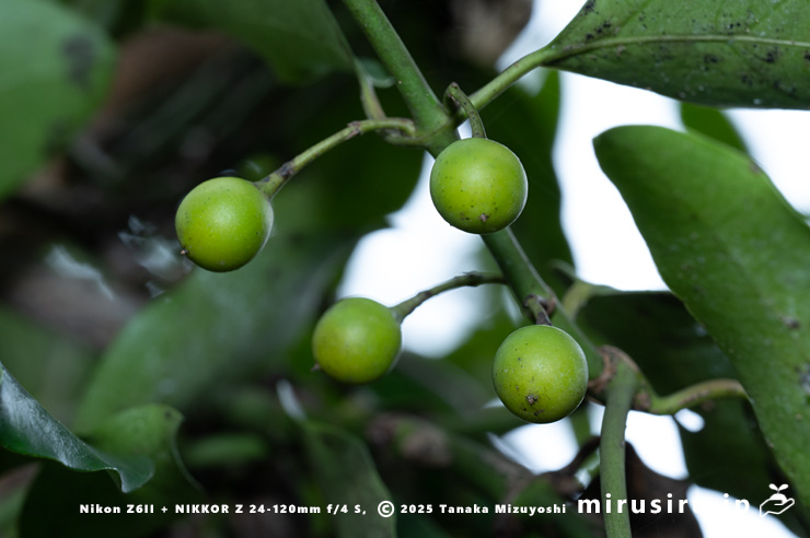 ホウライカズラの未熟な実　逗子市・三浦アルプス・中尾根　2025/11/06