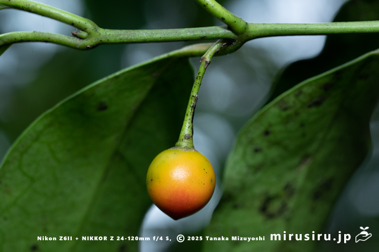 ホウライカズラの熟し始めた実　逗子市・三浦アルプス・中尾根　2025/11/06