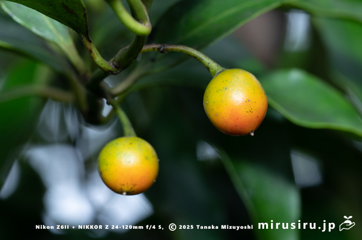 ホウライカズラの熟し始めた実　逗子市・三浦アルプス・中尾根　2025/11/06