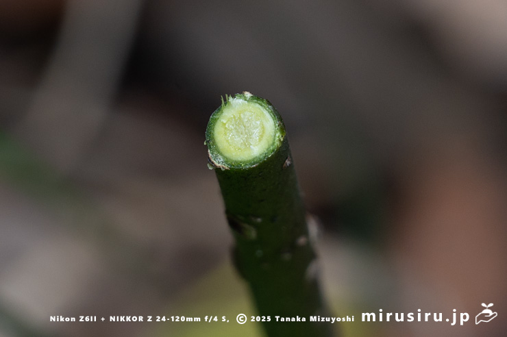 ホウライカズラの茎の断面　逗子市・三浦アルプス・中尾根　2025/11/06