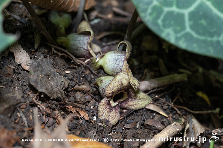 カントウカンアオイの花　横須賀市・乳頭山付近　2025/11/06