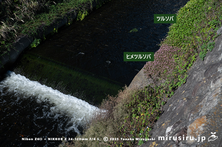 ツルソバ　鎌倉市七里ガ浜東・行合川　2025/11/07