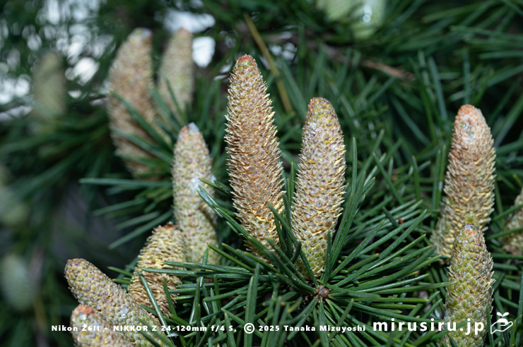 ヒマラヤスギ（ヒマラヤシーダ）の雄花　伊勢原市　2025/11/11