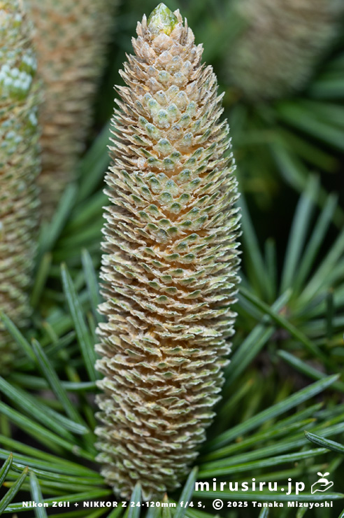 ヒマラヤスギ（ヒマラヤシーダ）の雄花　伊勢原市　2025/11/11