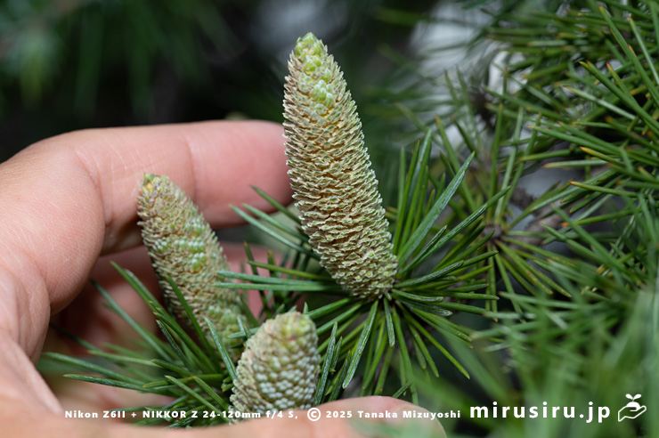 ヒマラヤスギ（ヒマラヤシーダ）の雄花のサイズ感　伊勢原市　2025/11/11