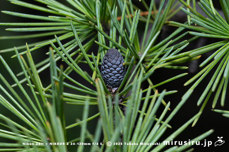 ヒマラヤスギ（ヒマラヤシーダ）の雌花の亡骸　伊勢原市　2025/11/11