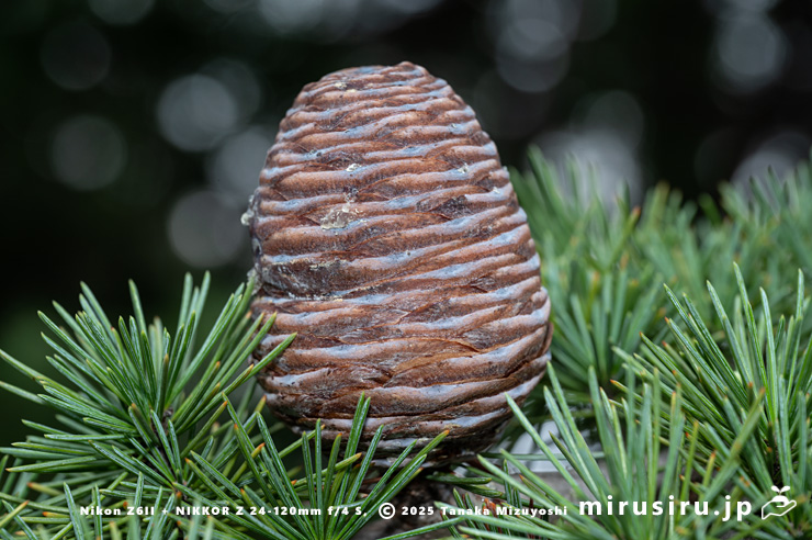 ヒマラヤスギ（ヒマラヤシーダ）の未熟な実　伊勢原市　2025/11/11