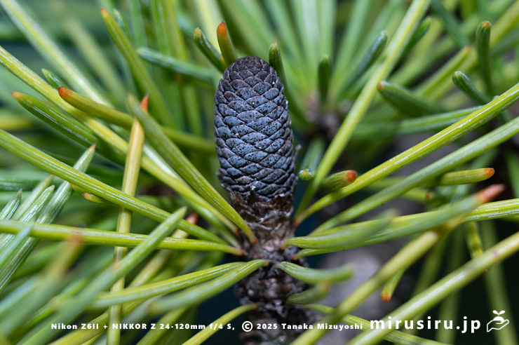 ヒマラヤスギ（ヒマラヤシーダ）の雌花の亡骸　伊勢原市　2025/11/11