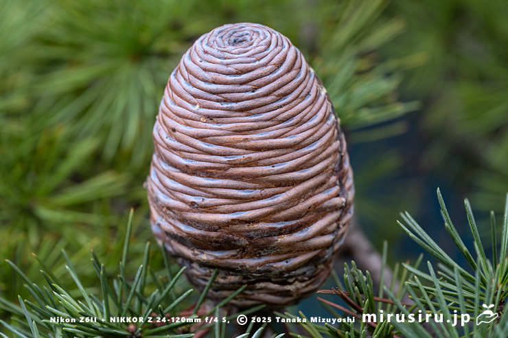 ヒマラヤスギ（ヒマラヤシーダ）の未熟な実　伊勢原市　2025/11/11