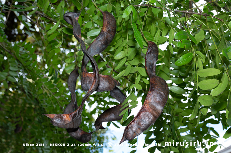 サイカチの熟した実　相模原市南区当麻・八景の棚　2025/11/12