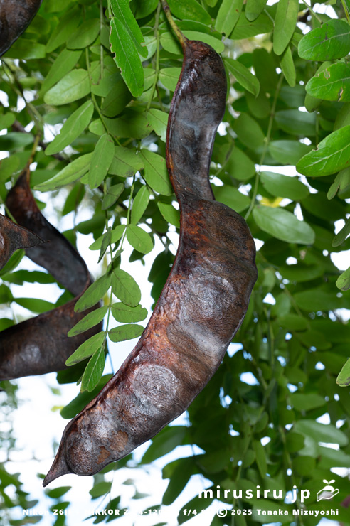 サイカチの熟した実　相模原市南区当麻・八景の棚　2025/11/12
